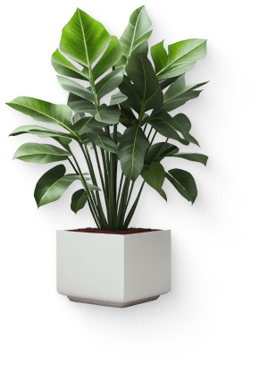 Decorative plant